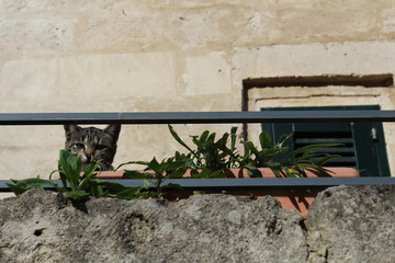 gray cat kitten looking at camera from balcony top with plants upper empty space