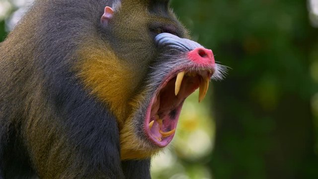 Mandrill yawning