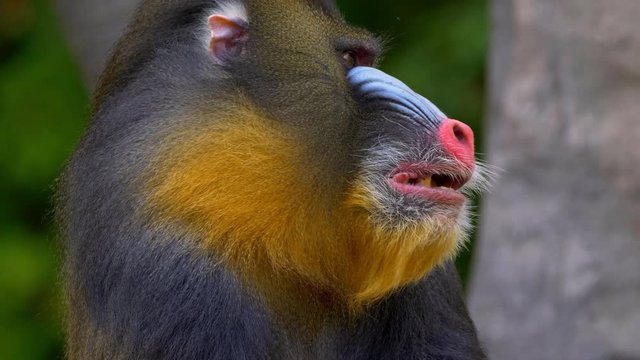 Mandrill (Mandrillux sphinx) yawning