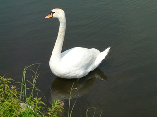 Naklejka premium SWAN BYTOM SILESIA POLAND