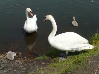 SWANS  BYTOM SILESIA POLAND