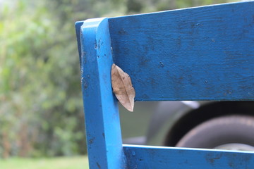 weird moth like a dead leaf in a blue painted chair