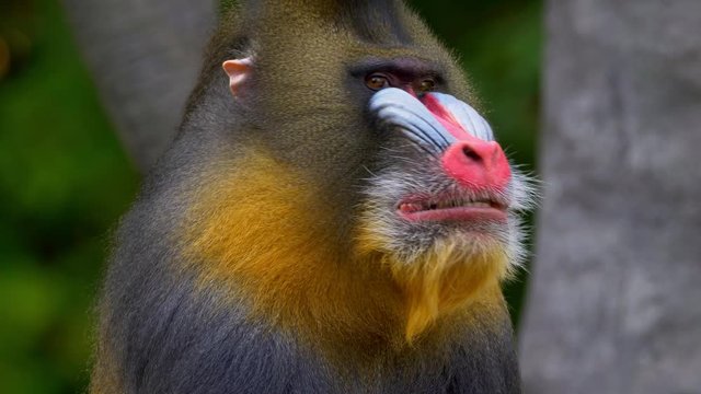 Mandrill (Mandrillux sphinx) yawning