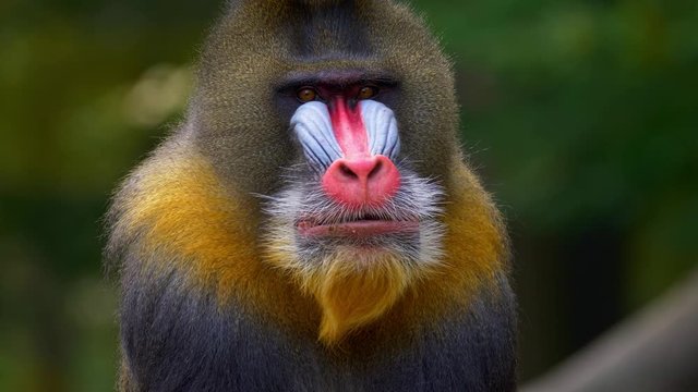 Mandrill (Mandrillux sphinx) yawning