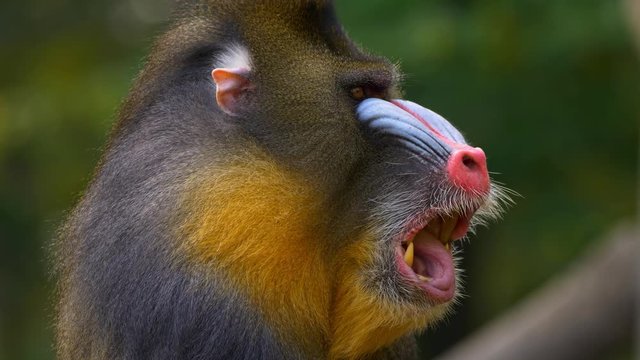 Mandrill (Mandrillux sphinx) yawning