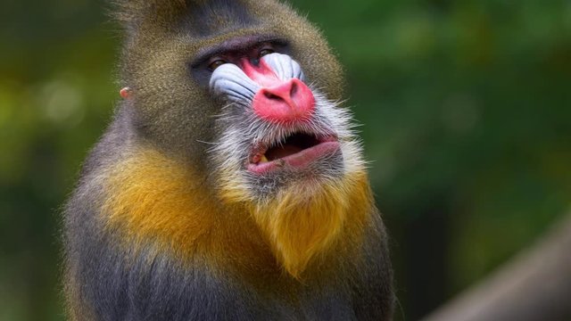 Mandrill (Mandrillux sphinx) yawning