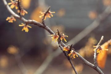 yellow vernal witch hazel flowers. hamamelis vernalis.