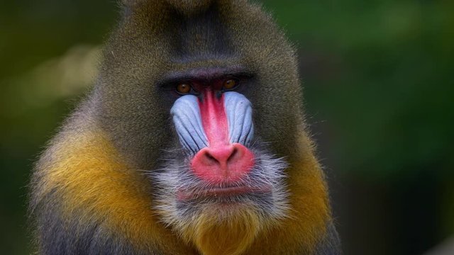 Mandrill (Mandrillux sphinx) yawning