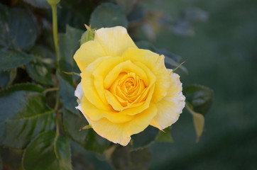 yellow rose
