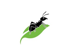 Ant Logo template vector illustration