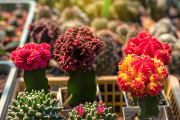 Close-up, beautiful red cactus.