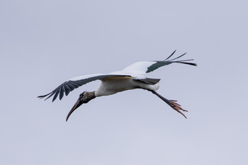 Fototapeta na wymiar American wood Stork (MYCTERIA americana) in flight