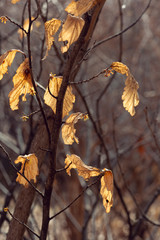 yellow vernal witch hazel flowers. hamamelis vernalis.