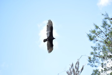 Eagle flying in the sky