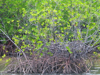 Bangko Bangko. Lonbok. Indonesia
