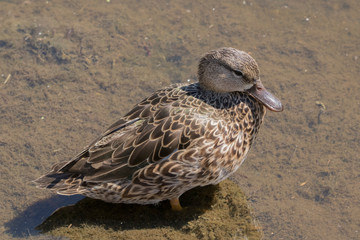  Female American Black Duck (Anas rubripes) resting on sand