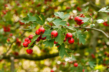 Red ripe cowberry, hilberry, cranberry plant in the forest. Beautiful autumn forest landscape.