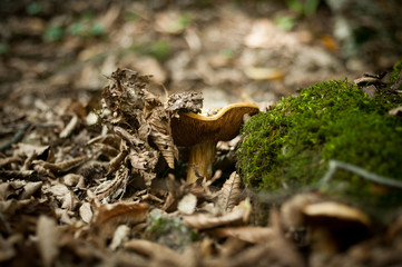 Close-up view of mushroom on the ground in the forest, purposely blurred