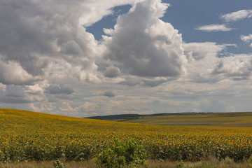 Fototapeta na wymiar Clouds over a field with a sunflower. Rural idyll. A huge field of yellow flowers enjoy the sun. Agriculture in the European zone.