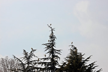 낙엽송나무에앉은 백로