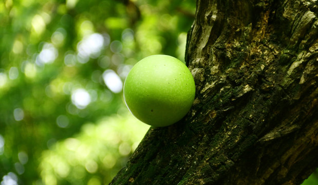 Kenitu fruit (Chrysophyllum cainito) on tree. 
