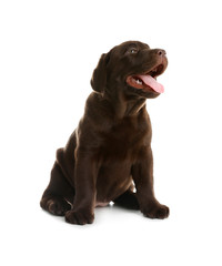 Chocolate Labrador Retriever puppy on white background