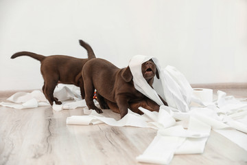 Cute chocolate Labrador Retriever puppies playing with torn paper on floor indoors