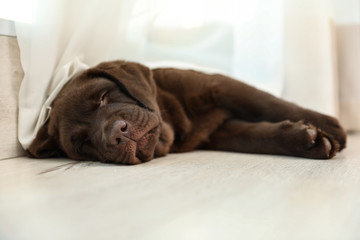Chocolate Labrador Retriever puppy sleeping  on floor indoors