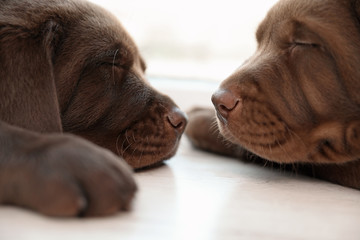 Chocolate Labrador Retriever puppies sleeping on floor indoors, closeup
