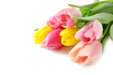 Beautiful spring tulips on white background. International Women's Day