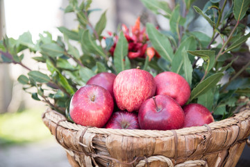 Cesto di vimini con mele rosse, alloro e peperoncini sullo sfondo