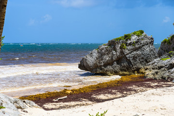Sargazo en Riviera Maya