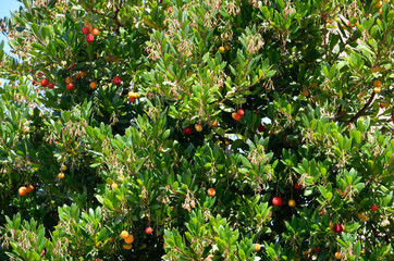 Strawberry tree