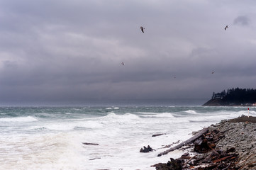 Seagulls sea birds flying over stormy ocean waves against a cloudy stormy sky at a rocky beach coastline