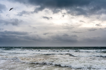 A single seagull sea bird flying over stormy ocean waves against a cloudy stormy sky