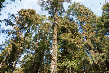 Monarch butterflies arriving at Michoacan, Mexico, after migrating from Canada.