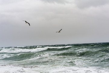 Two seagulls flying over stormy sea