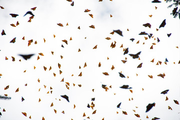 Monarch butterflies arriving at Michoacan, Mexico, after migrating from Canada.