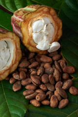 Dry cocoa beans