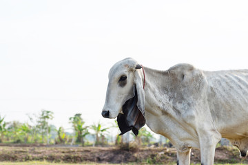 Obraz na płótnie Canvas Portrait of white cow in the field, Thailand