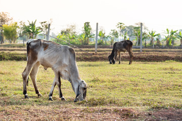 Cow eating organic grass in grazing, livestock in Thailand
