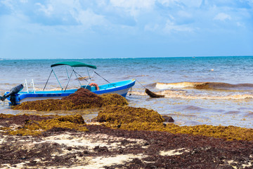 Sargazo en Riviera Maya