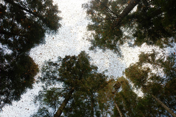 Monarch butterflies arriving at Michoacan, Mexico, after migrating from Canada.