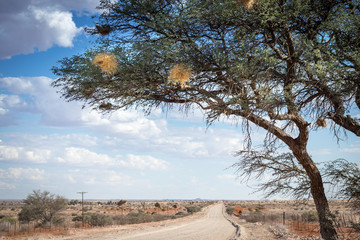 Fototapeta premium Kalahari dirt road and thorn tree with birdnests