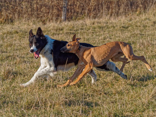 Joy of running