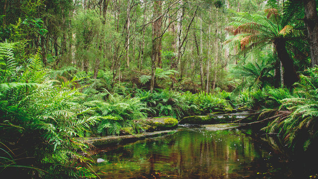 Kalmina Creek Otways 1