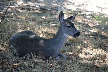 doe deer lying down