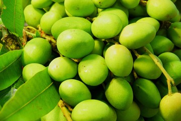 Small Fresh green mangoes . Mangifera indica L. Var.