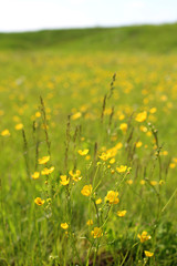 beautiful bright green juicy grass with blooming flowers in summer