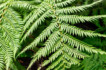 Fototapeta na wymiar fern branches